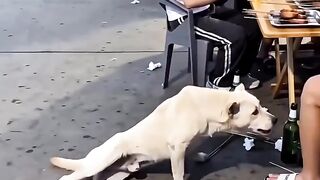 A Stray Dog Joins the BBQ Party 😂🐕🔥