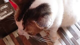 Feed Rescue Cat on Times eating