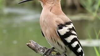A Beautiful Bird 2