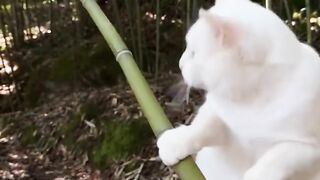 Making green bamboo jelly