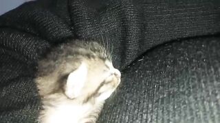 cat sleep