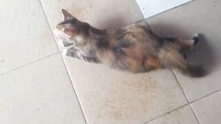 mom cat