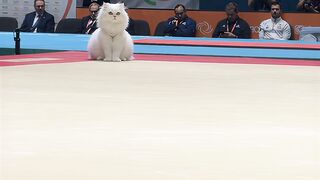 😹Oscar is the only winner