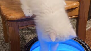 😹Oscar can't be graceful
