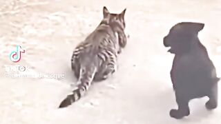 Amigo  da onça kkk