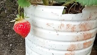 Colhendo morango