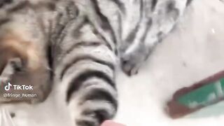 funny cat 138