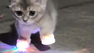 Cute Cat Moments That Will Make You Smile 🐱❤️
