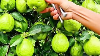 Guava tree