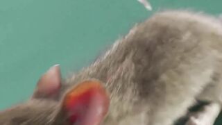 Turning a REAL mouse into a computer mouse 🐁