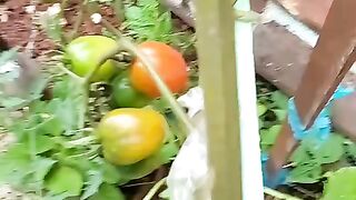 Fartura de tomate