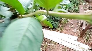 Muitas goiaba no pé