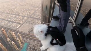 Adrenaline-Fueled Feline BASE Jump from Burj Khalifa
