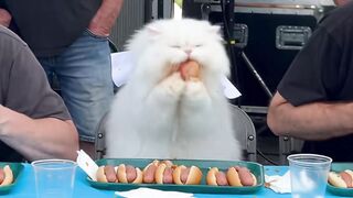 The Ultimate Feline Hot Dog Eating Champion