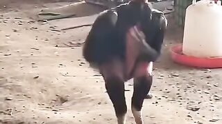 When Chicken Learns Kung Fu!