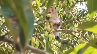 Monkey lucu