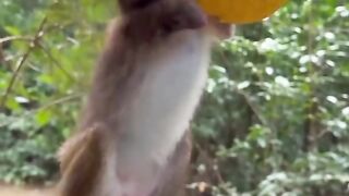 Animals 92