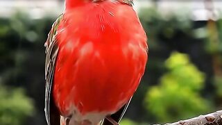 Extra Fooding for Canaries: Is It Necessary? #Canary #CanaryExtraFooding #BirdEnthusiast #BirdCareTips #BirdKeeping