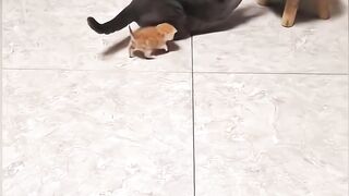 Funycats#