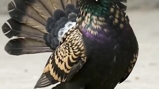 Black Gold pigeon fancyringbirds