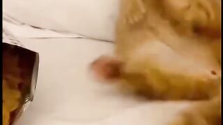 Kucing Oren marah