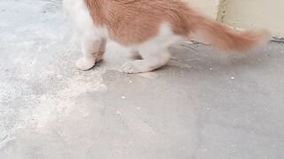 This Tiny Kitten Is Too Cute to Handle! 🐱🥹
