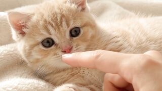 Cute kitten in the bed