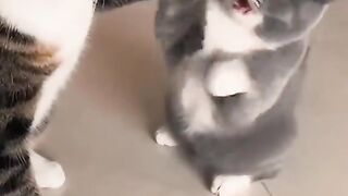 Kucing lucu 87