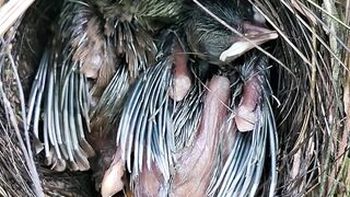 “The Most Adorable Baby Birds You’ll See Today 🐣❤️”