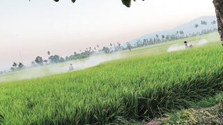 A quick way to eliminate pests and fungi in rice crops