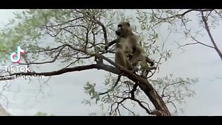 Film bintang komedi