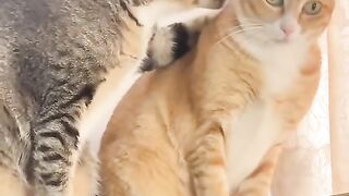 Kucing dengan segala tingkahnya Part 1