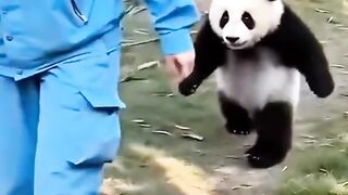 Cute and smart bear