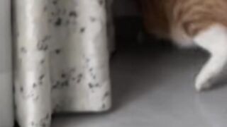 Kucing dengan semua tingkah laku nya part 2