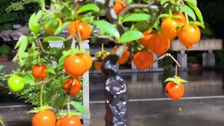 Tanaman Bonsai dengan Buah Oranye