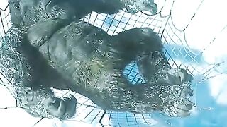 King Kong the mighty king hollow earth