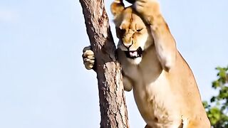 Monkey vs lion