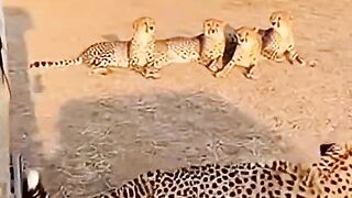 Tiger prank