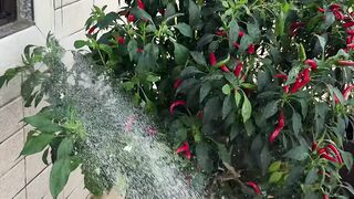 Red Chili Pepper Plant Being Watered