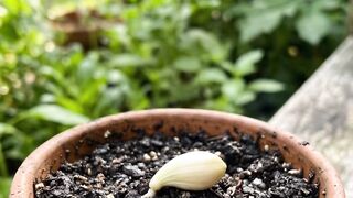Capsicum 🫑 plant growth