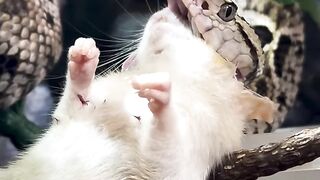 Eating mice