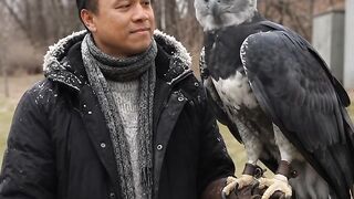 Majestic harpy eagle encounter | a rare wildlife moment in nature
