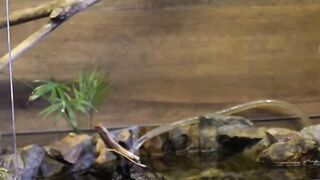 Big snake 6