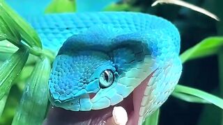 Call me blue