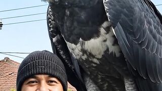 Majestic harpyeagle perches on my arm| incredible wildlife encounter