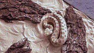 Sand viper