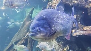 Piranha fish