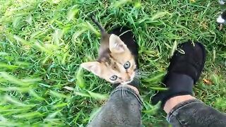 9 Homeless Kittens Cling to Me, Meowing for Their Lost Mother
