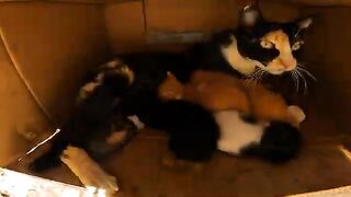 Heartwarming: Mother Cat "Talks" to Kittens While Shielding Them.