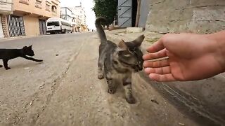 The poor cat hears my voice and comes running because she is hungry in the street